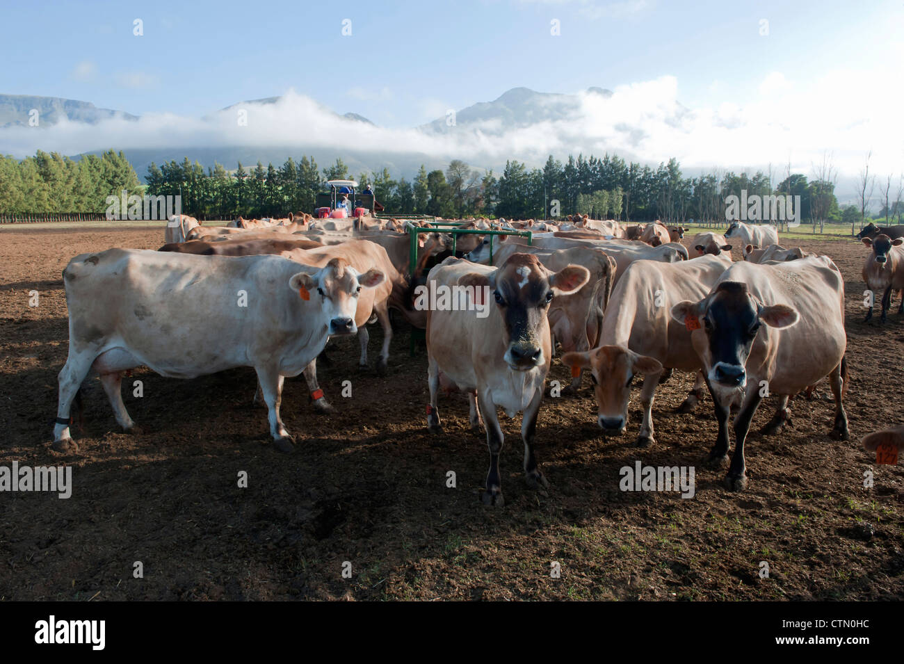 Guernsey dairy herd at feeding troughs, Overberg, Western Cape, South Africa Stock Photo