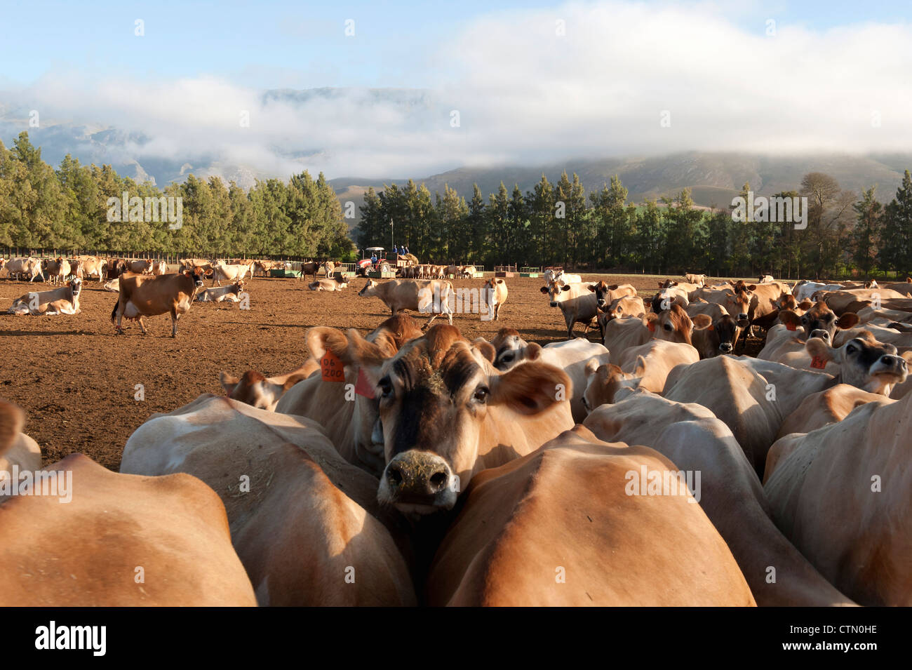 Cuernsey cow and herd, Overberg, Western Cape, South Africa Stock Photo