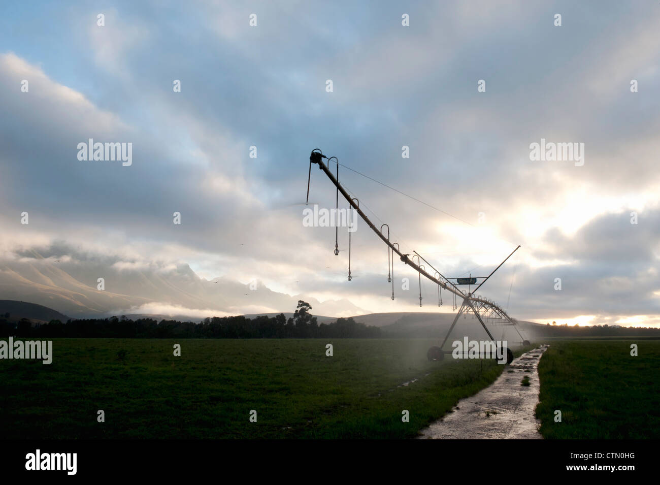 Early morning irrigation of lucerne, Overberg diary , Riviersonderend Mountains, Western Cape, South Africa Stock Photo