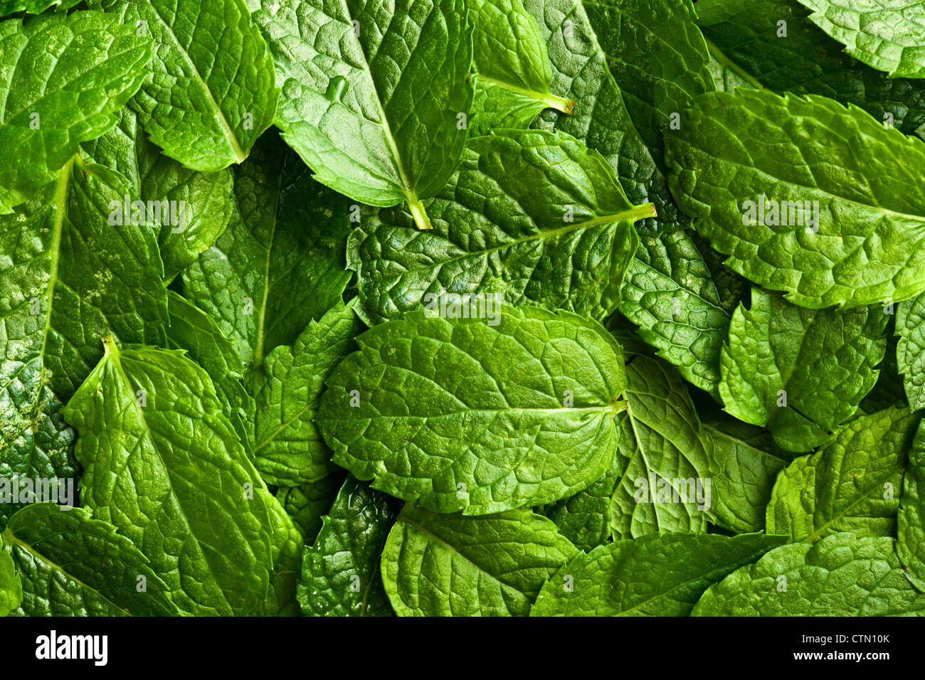 A lot of fresh mint leaves. Stock Photo