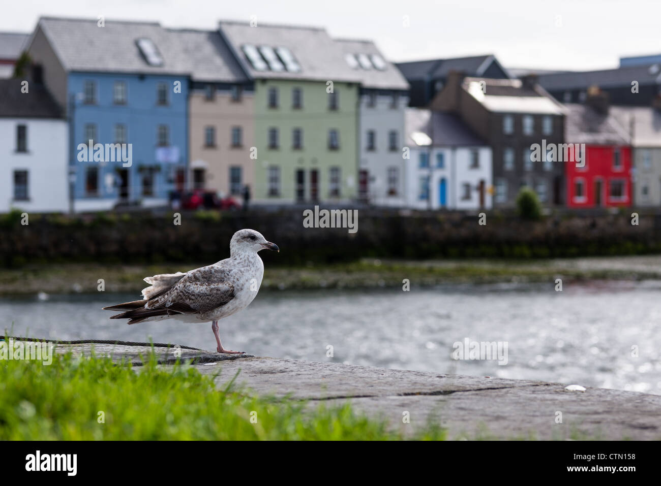 Seagull seen from the Claddagh of The Long Walk and Old Quays at dusk, Galway city, Ireland. Stock Photo