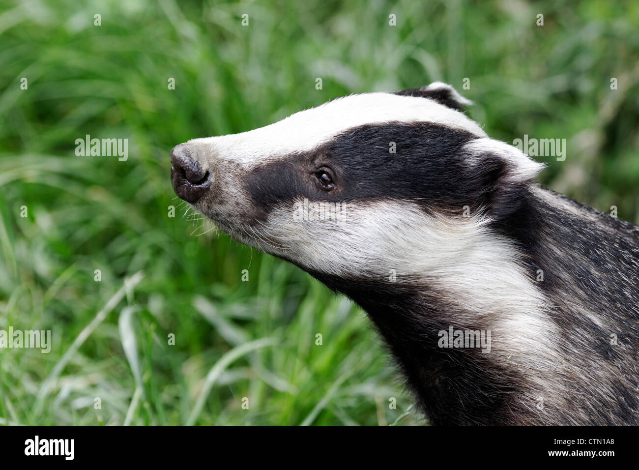Badger, Meles meles, single mammal head shot, captive, July 2012 Stock Photo