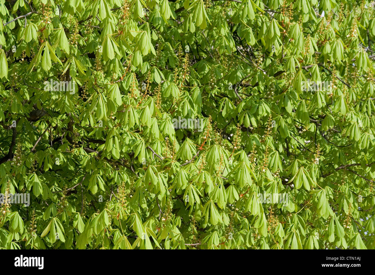 Chestnut tree at spring Stock Photo