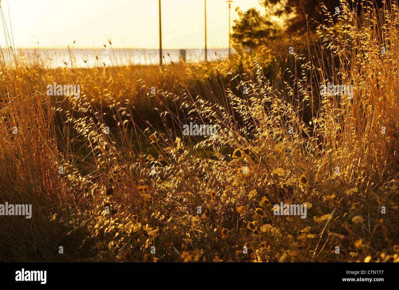 Golden tall grass hi-res stock photography and images - Alamy