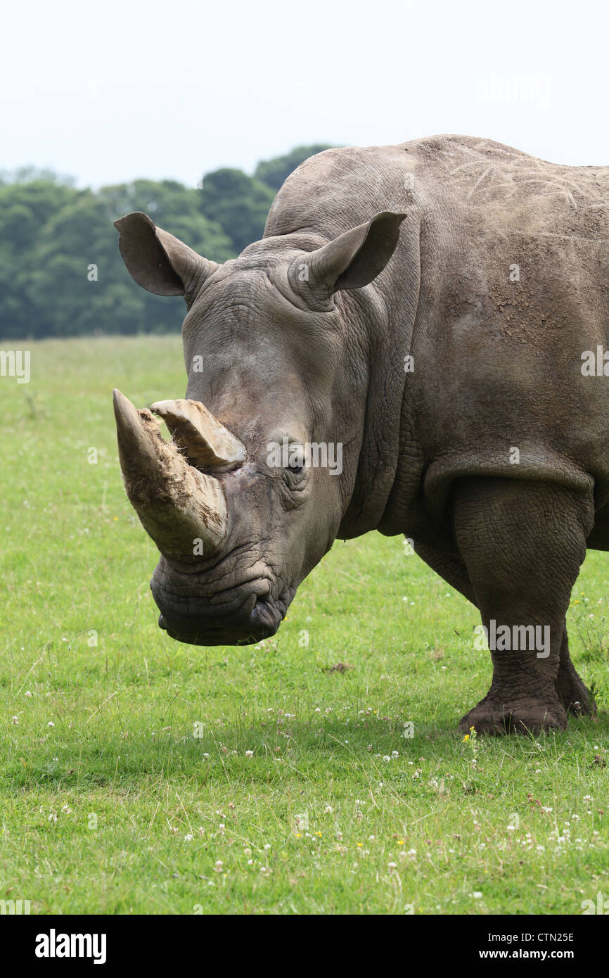Whipsnade Zoo. 27th July 2012. White Rhinoceros Stock Photo