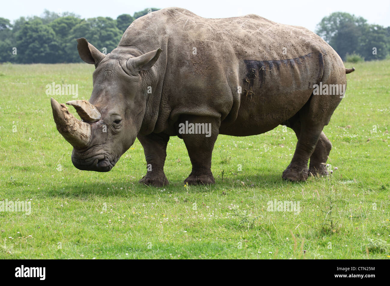 Whipsnade Zoo. 27th July 2012. White Rhinoceros Stock Photo