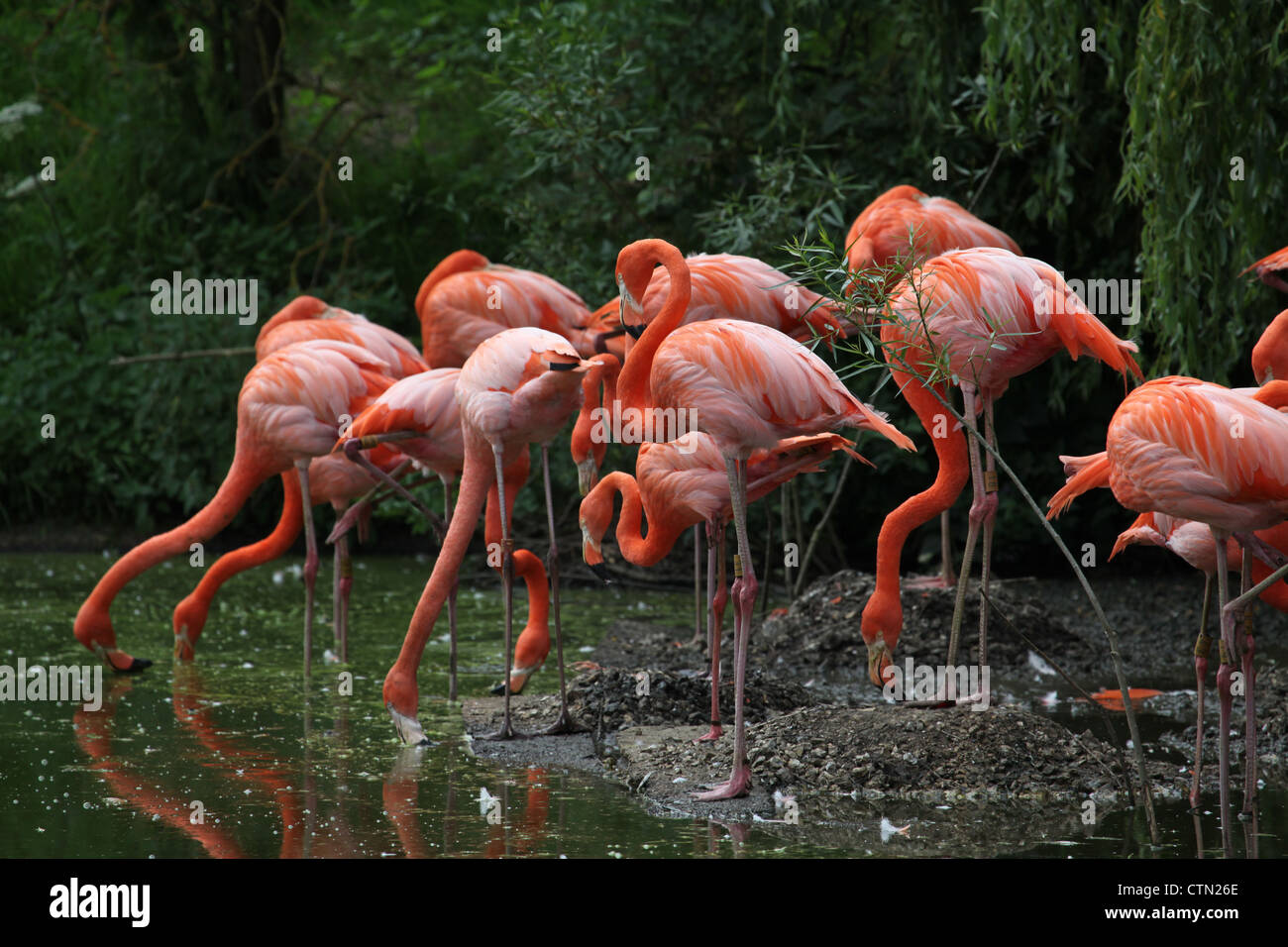 Whipsnade Zoo. 27th July 2012. Caribbean or Rosy Flamingos Stock Photo