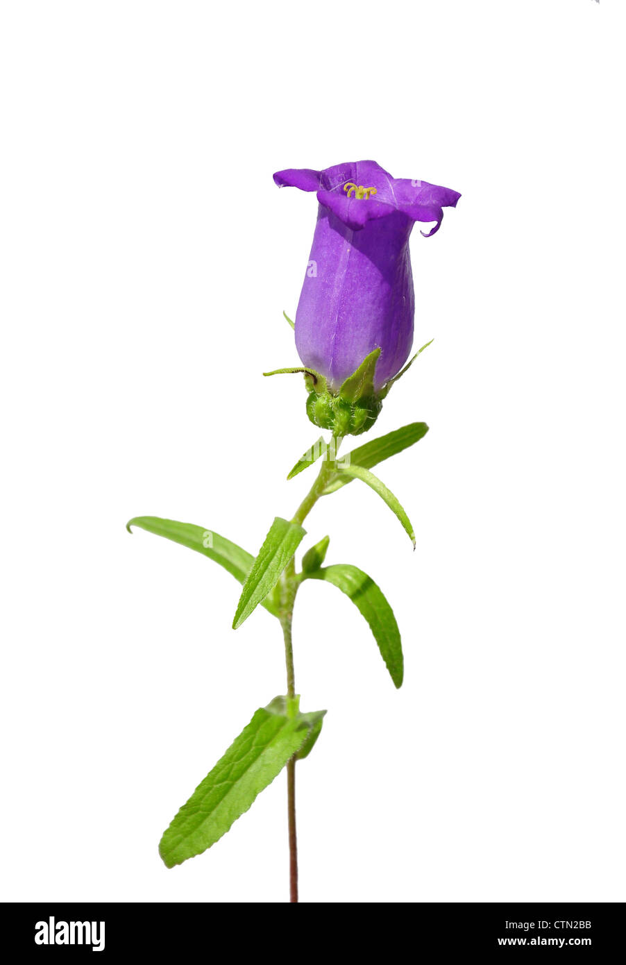 Bellflower (Campanula medium Stock Photo Alamy