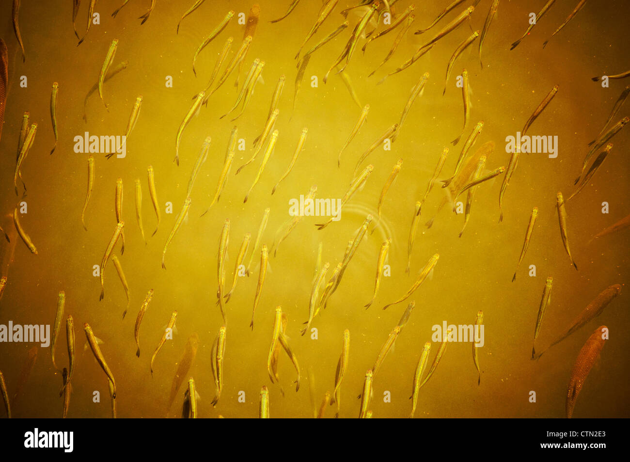 School Of Fish Stock Photo Alamy