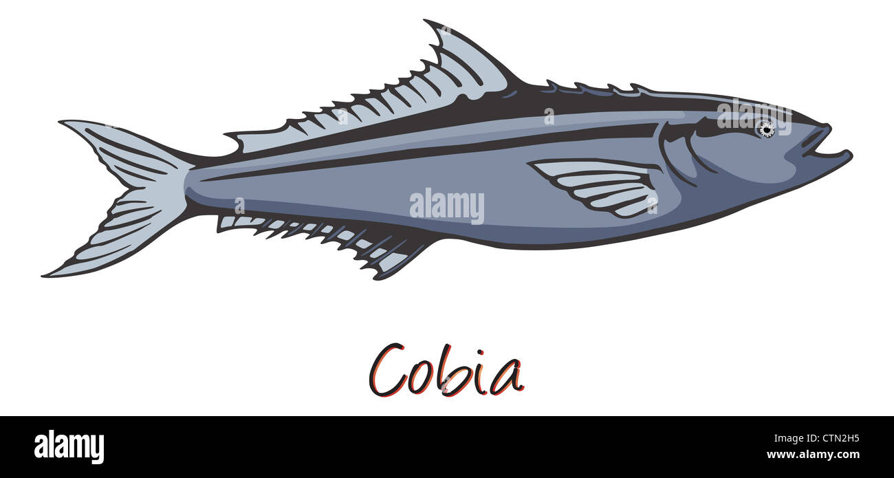 Cobia, Color Illustration Stock Photo Alamy
