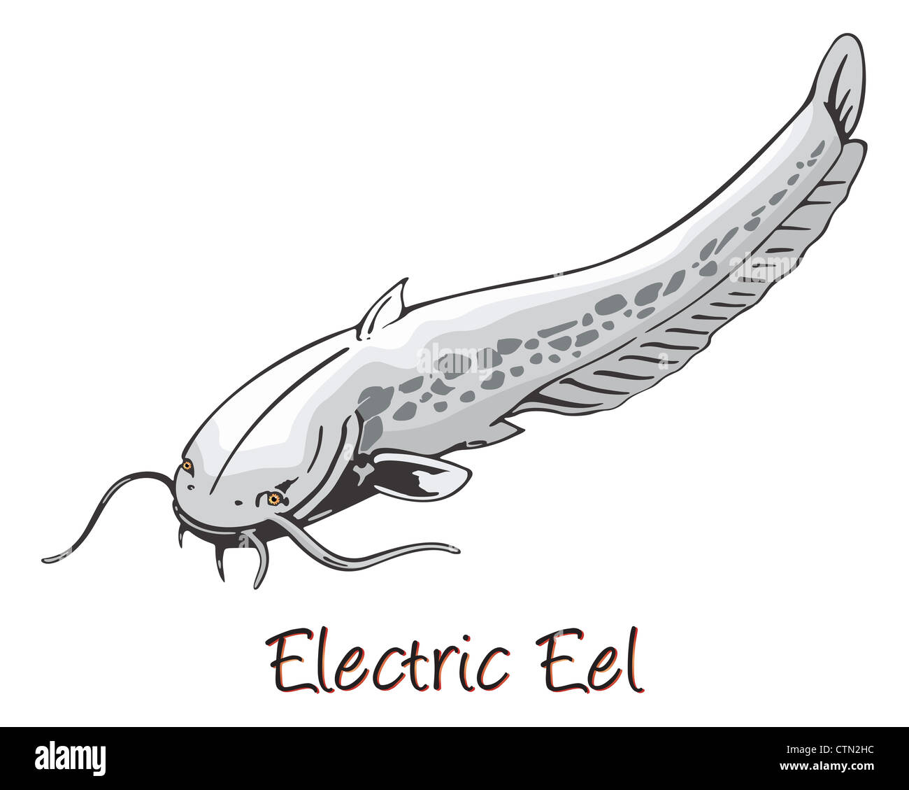 Electric Eel, Color Illustration Stock Photo