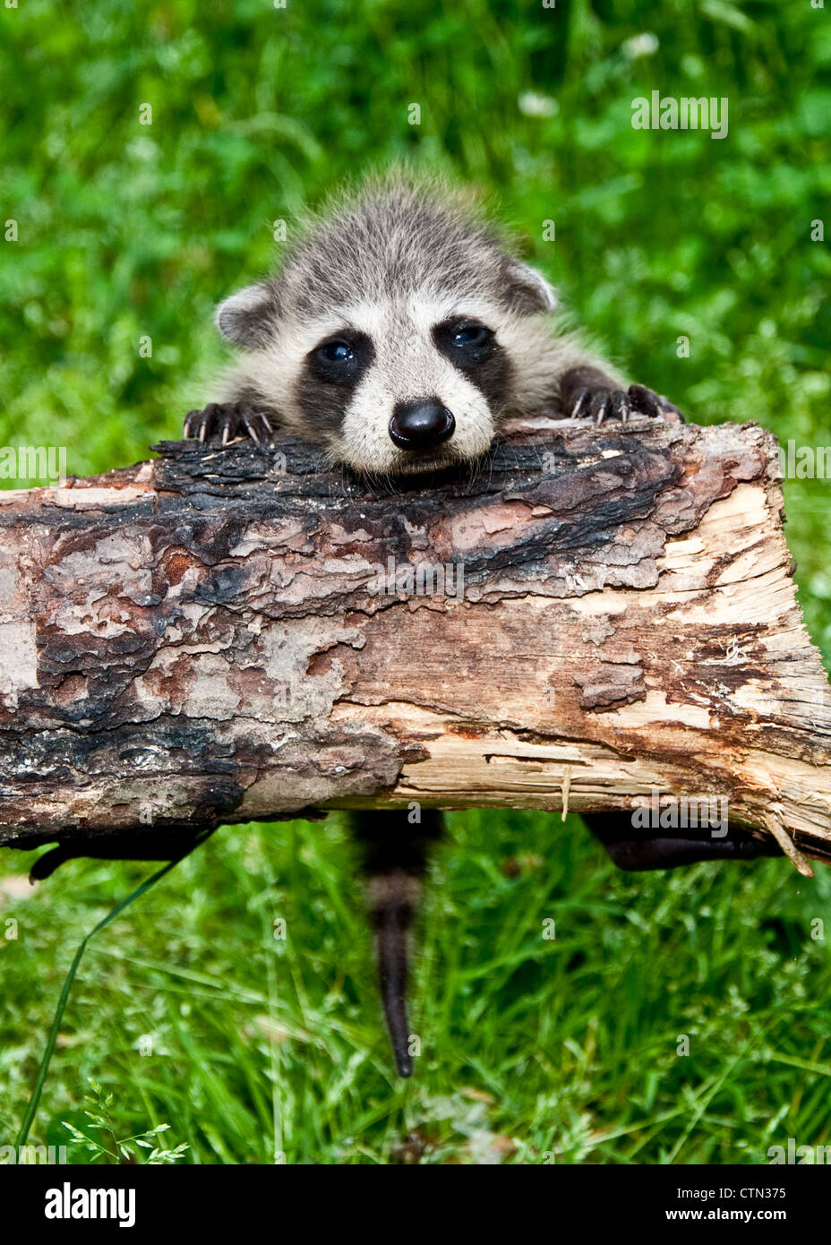 Young raccoon learning to climb Stock Photo
