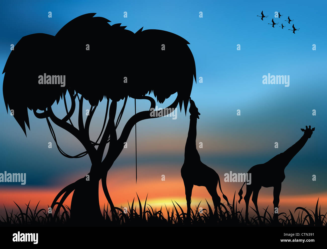 African savanna and giraffes at the sunset Stock Photo - Alamy