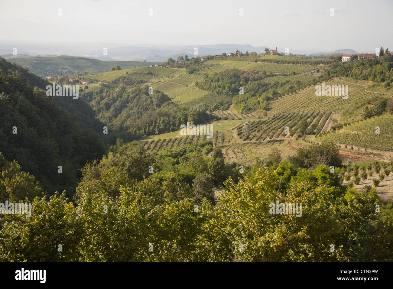 Vineyards, Alta Langhe, Dogliani, Italy Stock Photo