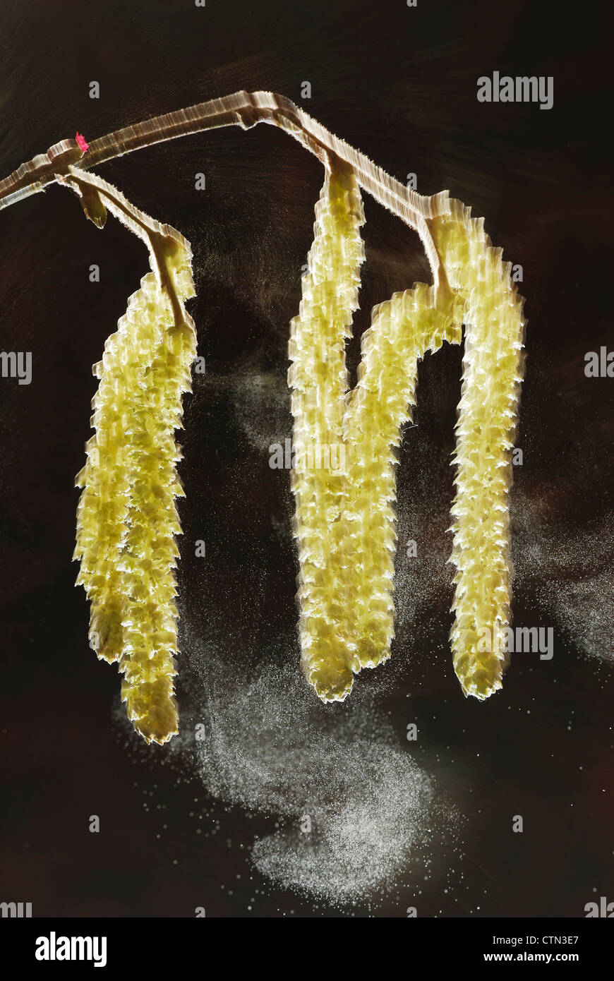 Hazel catkins giving off some pollen in Spring UK Stock Photo