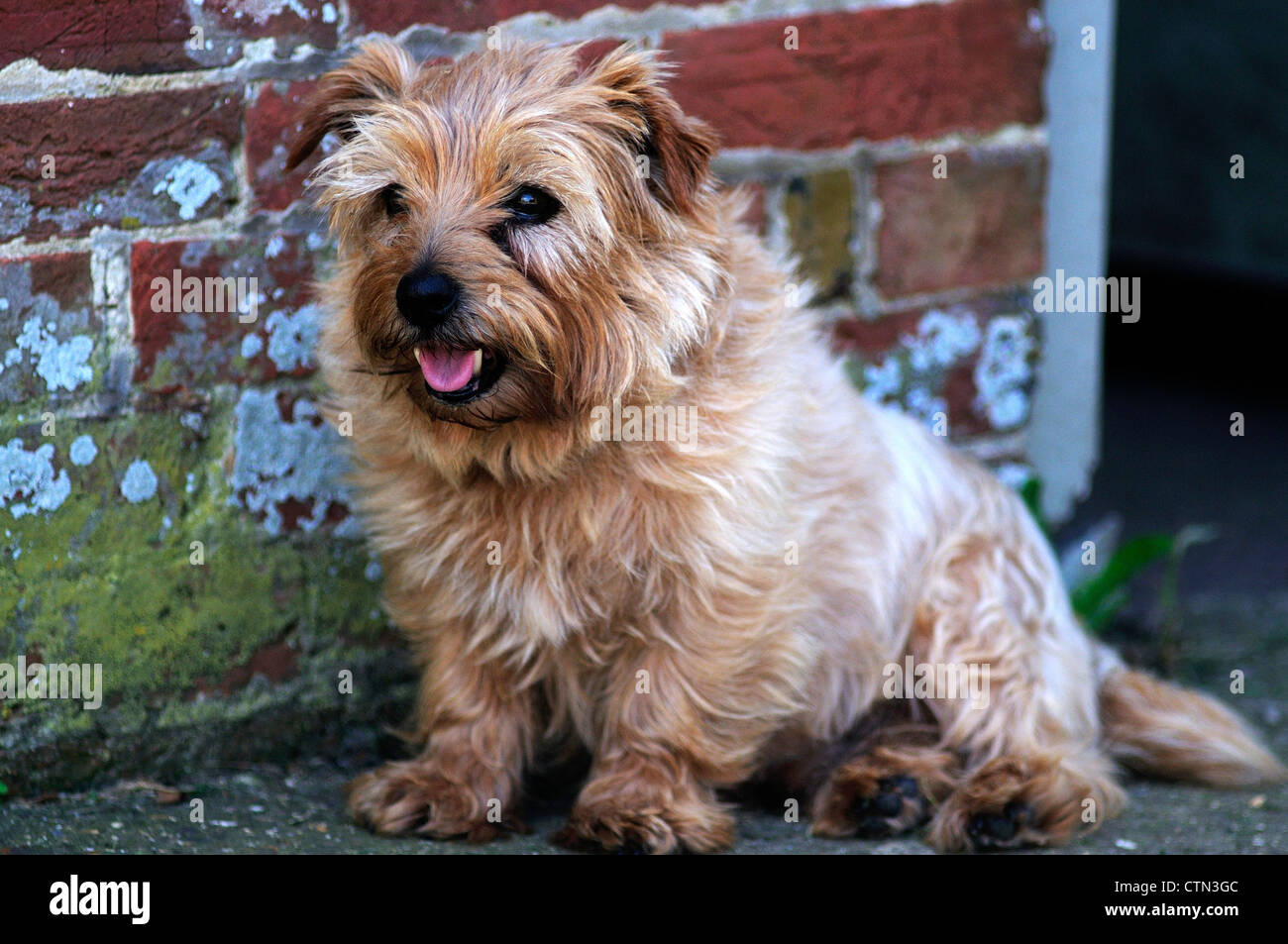 Norfolk Terrier High Resolution Stock Photography And Images Alamy
