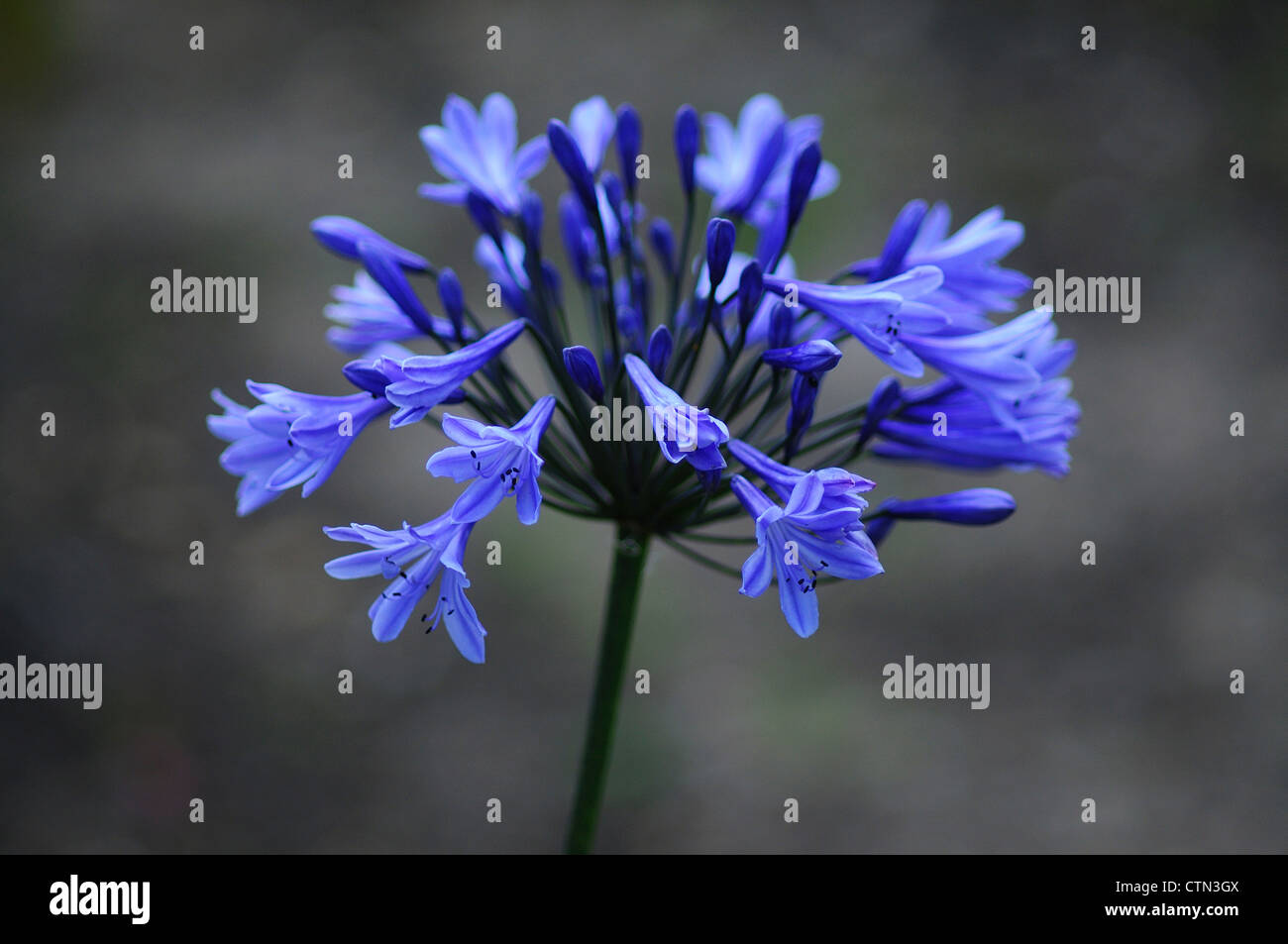 The flower head of an agapanthus lily UK Stock Photo