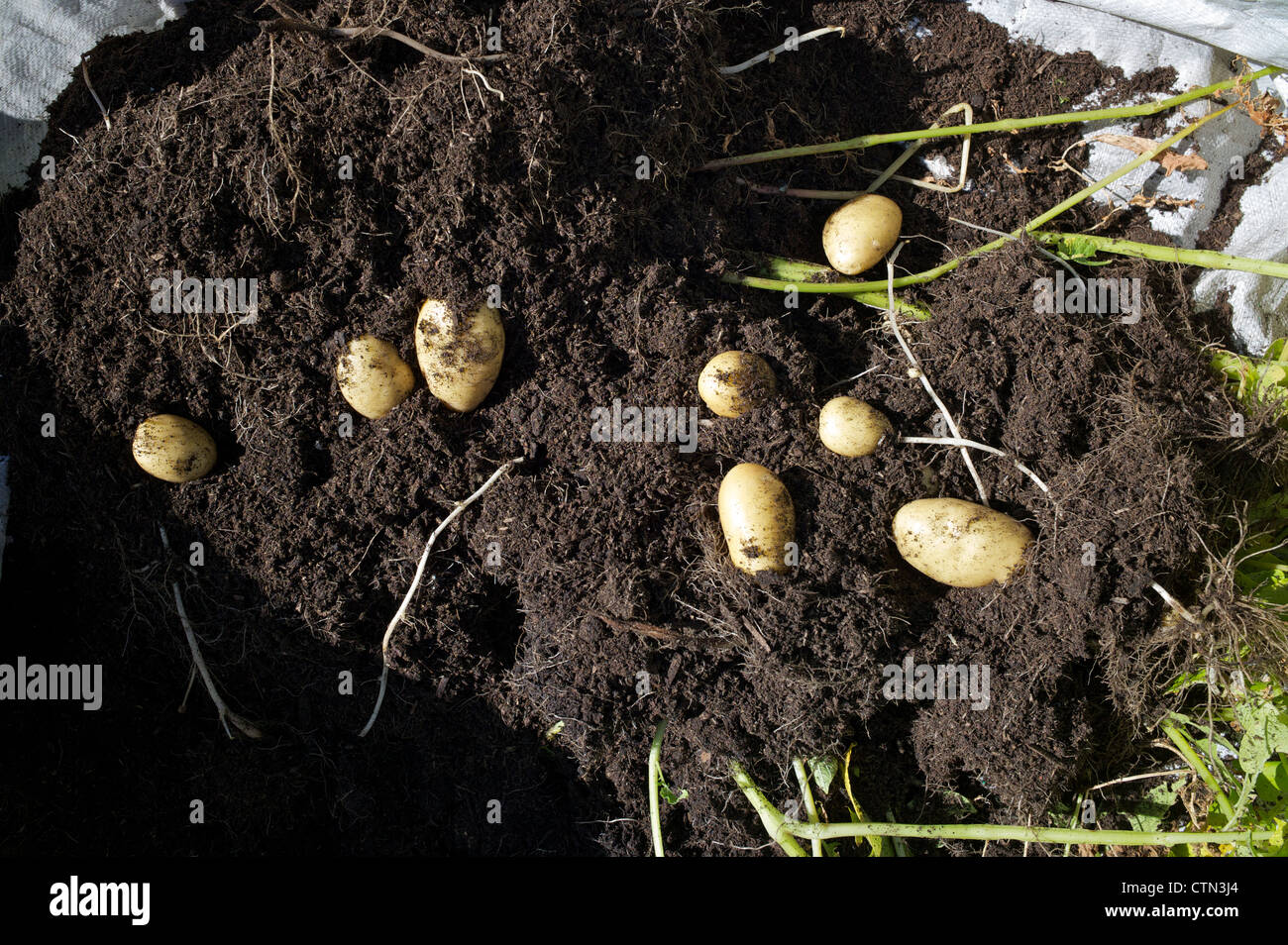 Home-grown new potatoes Stock Photo