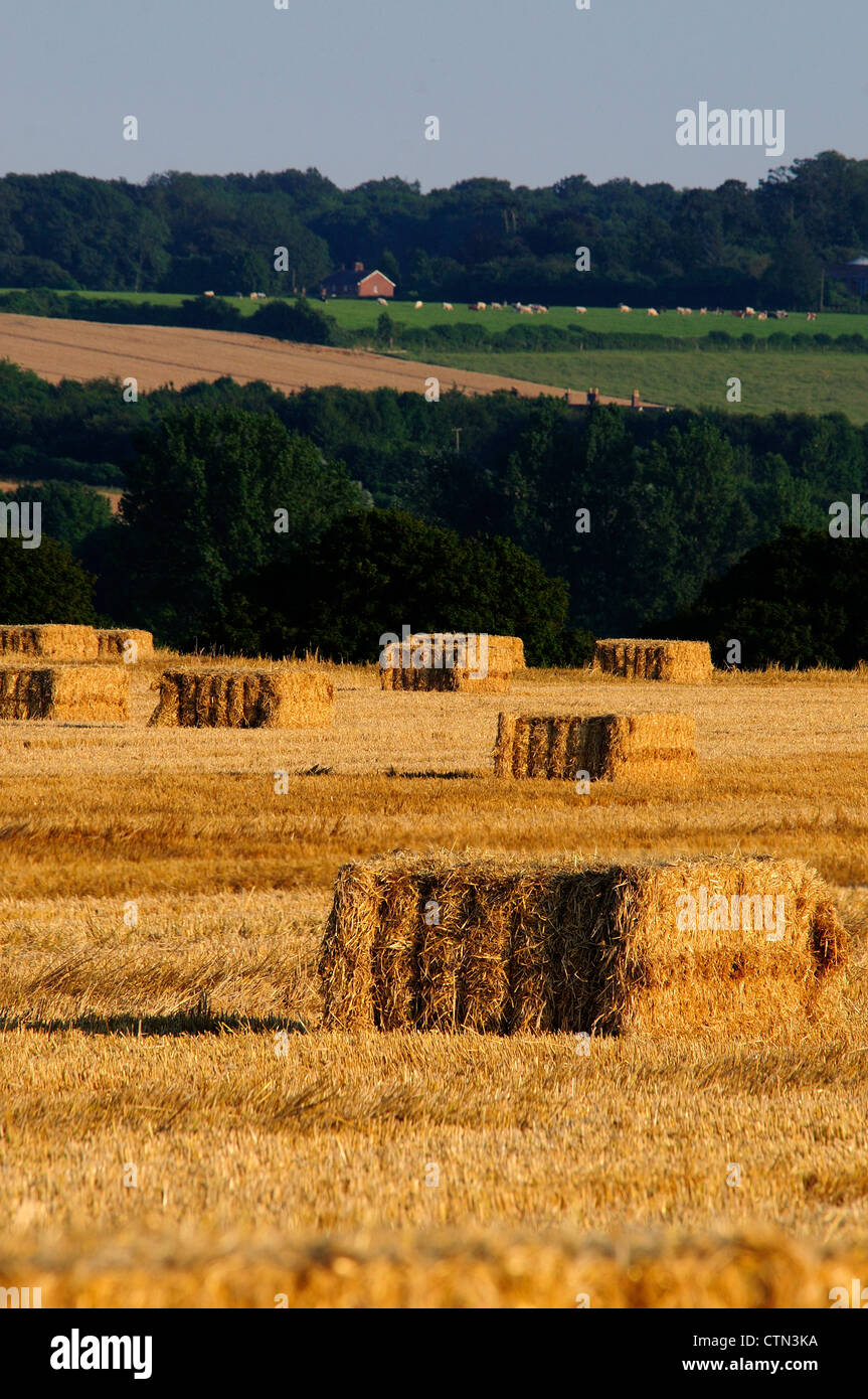 Summer harvest near Gussage All Saints, Dorset Stock Photo
