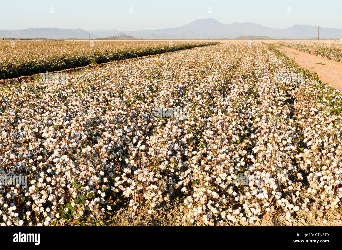 A defoliated cotton field is ready to be picked. Stock Photo