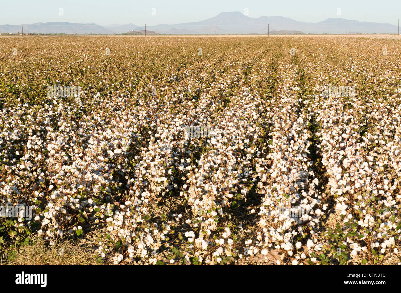 A defoliated cotton field is ready to be picked. Stock Photo