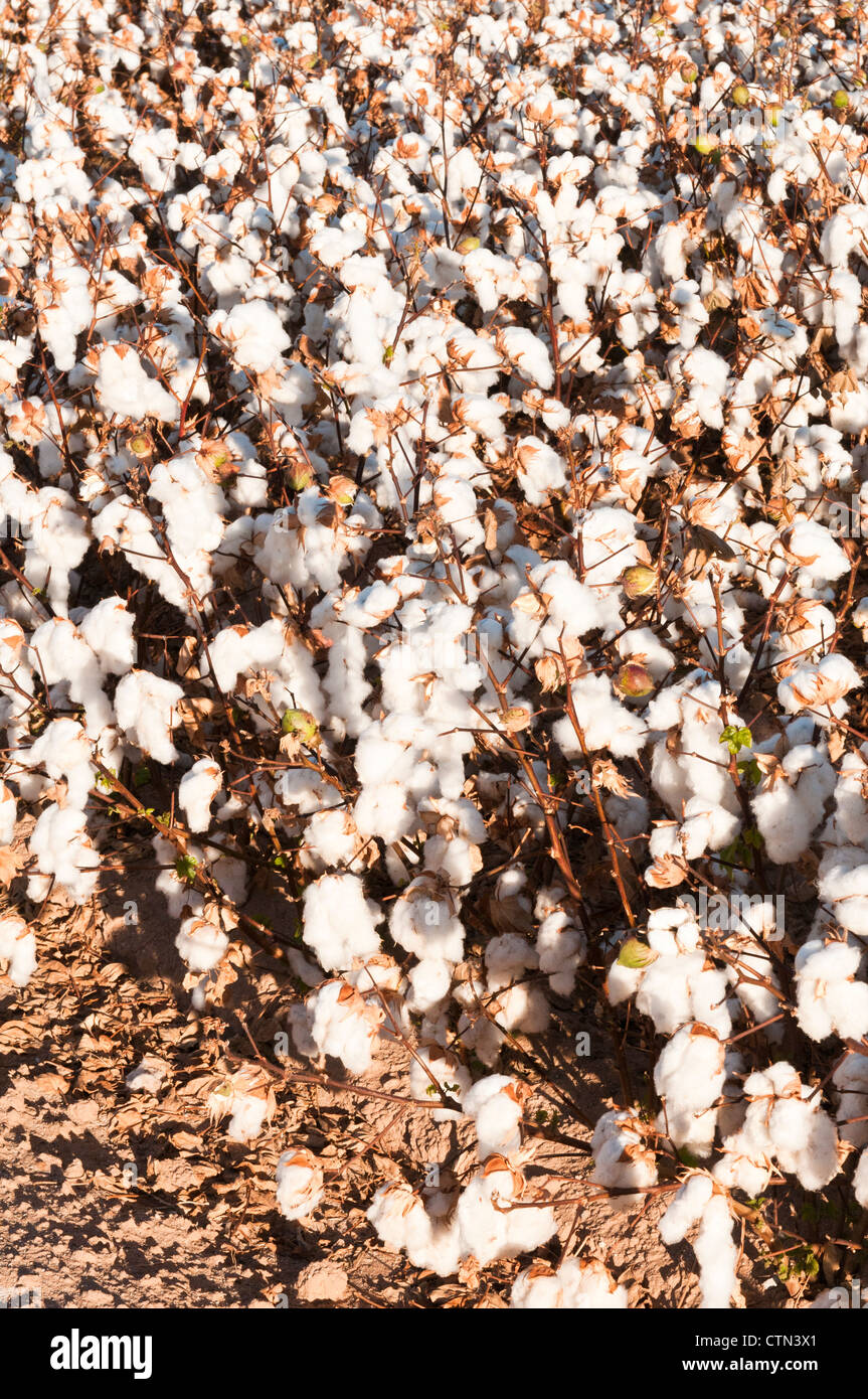 Closeup view of a defoliated cotton field ready to be picked. Stock Photo