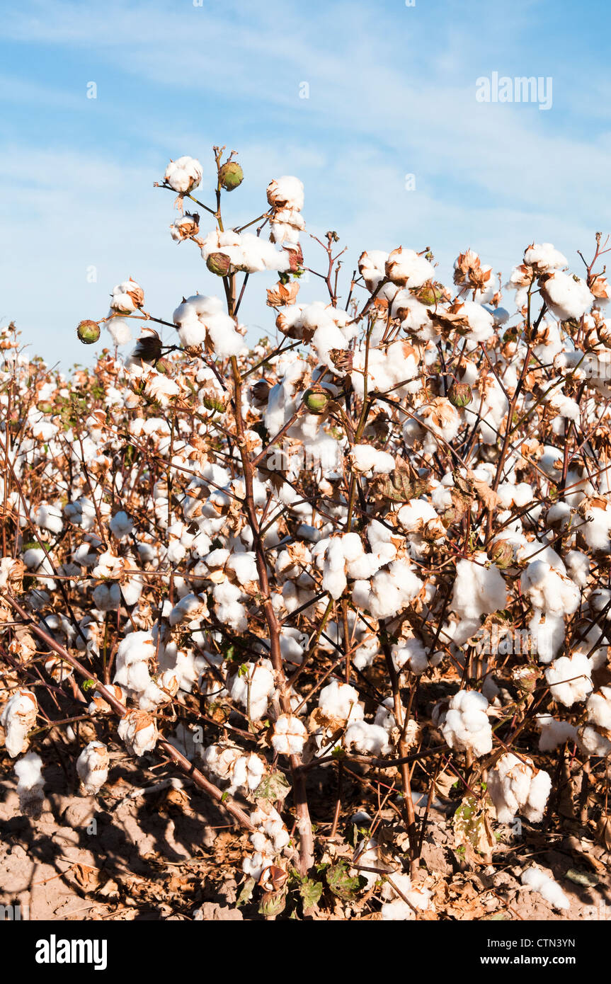 A mature cotton crop has been defoliated prior to picking. Stock Photo