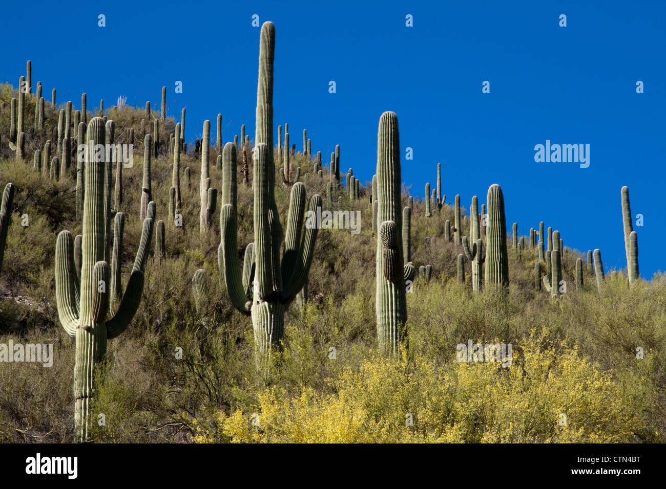Saguaro Cactus Forest on the slopes of Mount Lemmon, Tucson, Arizona