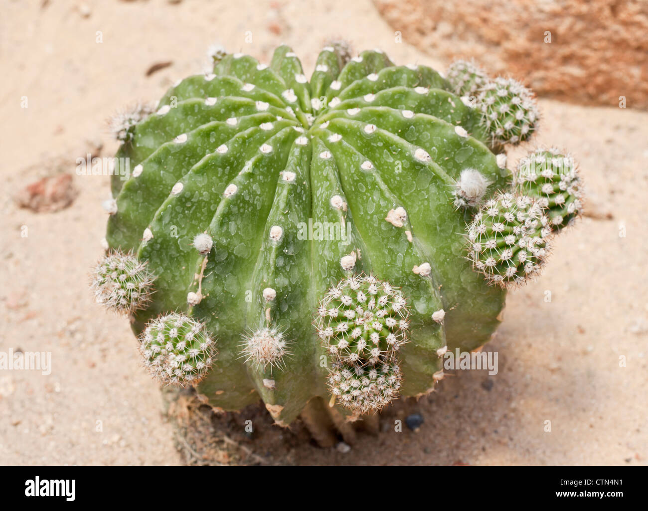 Cactus is a plant that needs very little water Stock Photo Alamy