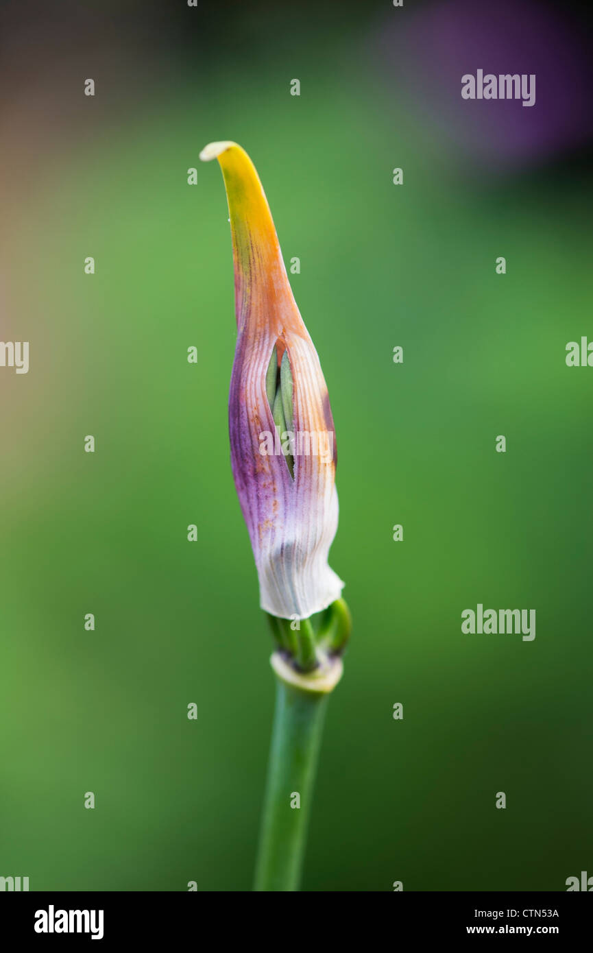 Agapanthus northern star flower casing opening Stock Photo