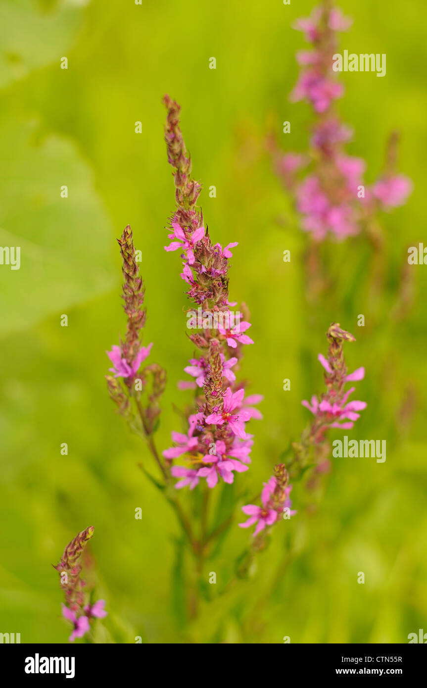 Beautiful pink wildflowers hi-res stock photography and images - Alamy