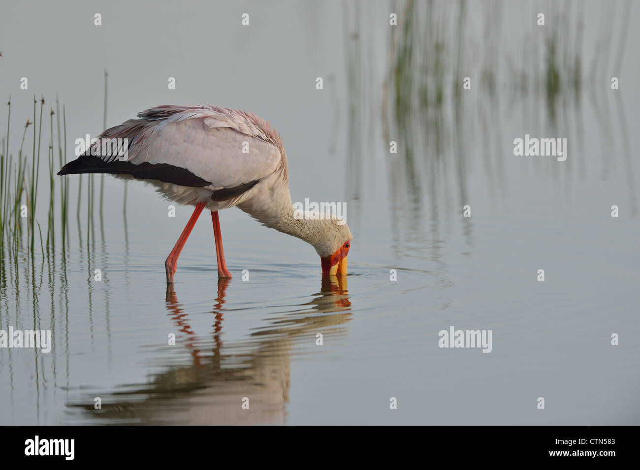Yellow-billed stork (Mycteria ibis - Ibis ibis) looking for prey in the water Lake Eilmentaita - Soysambu sanctuary Stock Photo