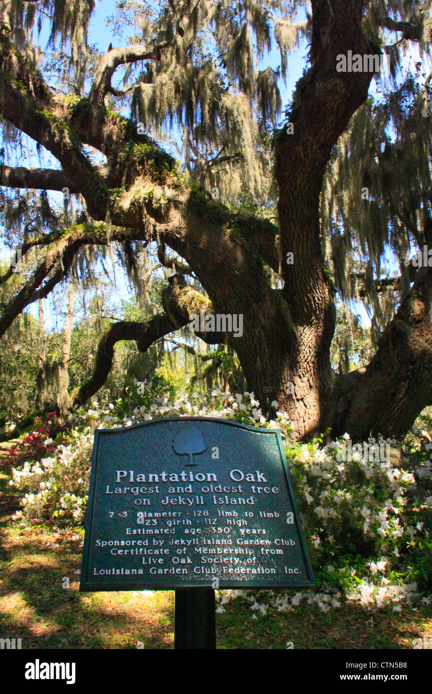 Plantation Oak, Historic District, Jekyll Island, Georgia, USA Stock Photo