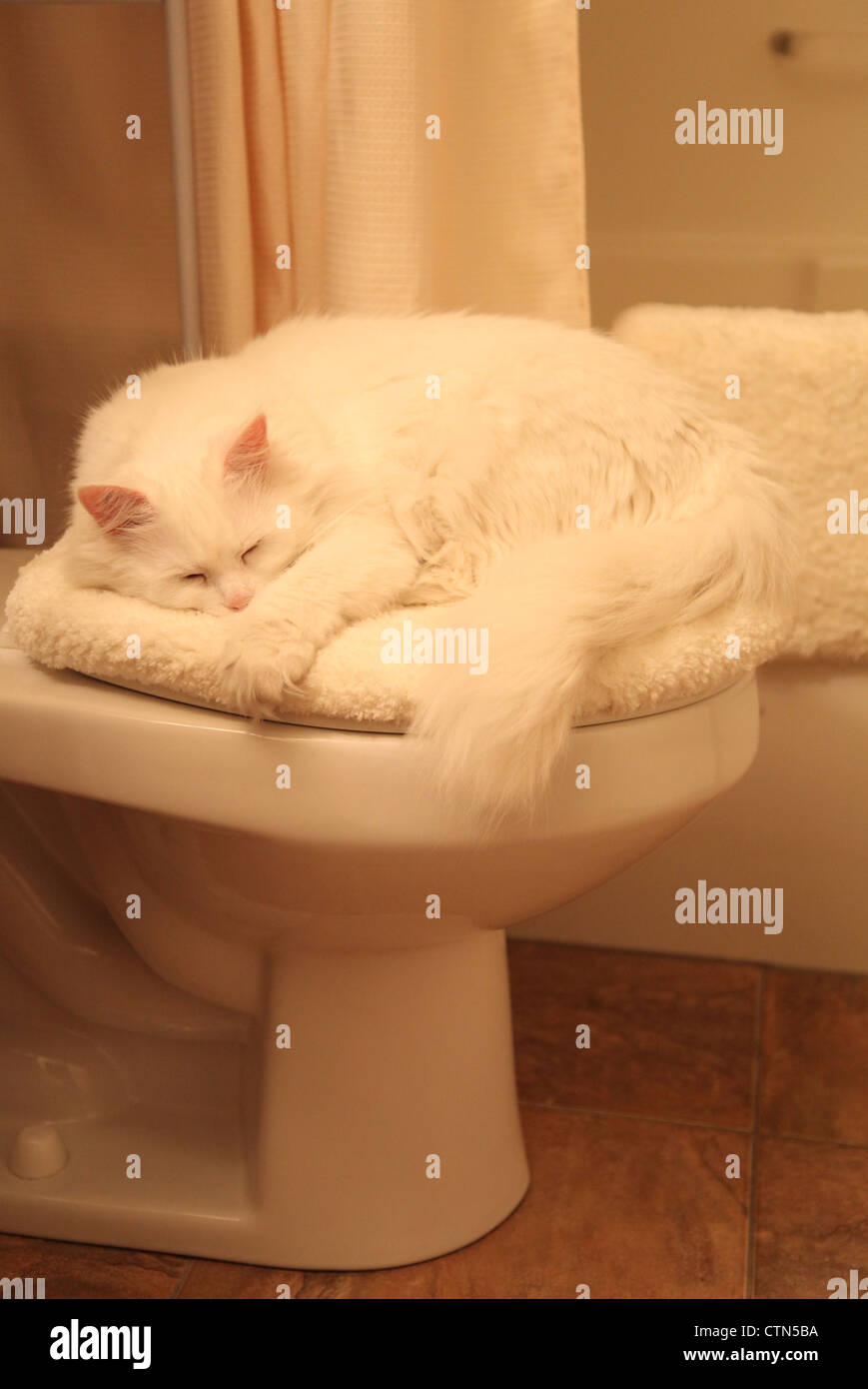 Cat sleeping on toilet Stock Photo Alamy