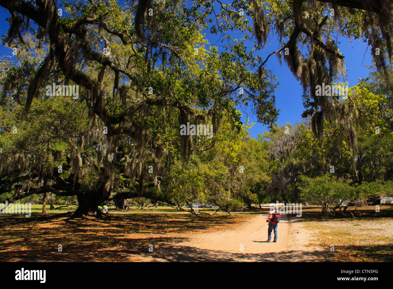 Live Oak Near Cumberland Island National Seashore, Georgia, USA Stock Photo