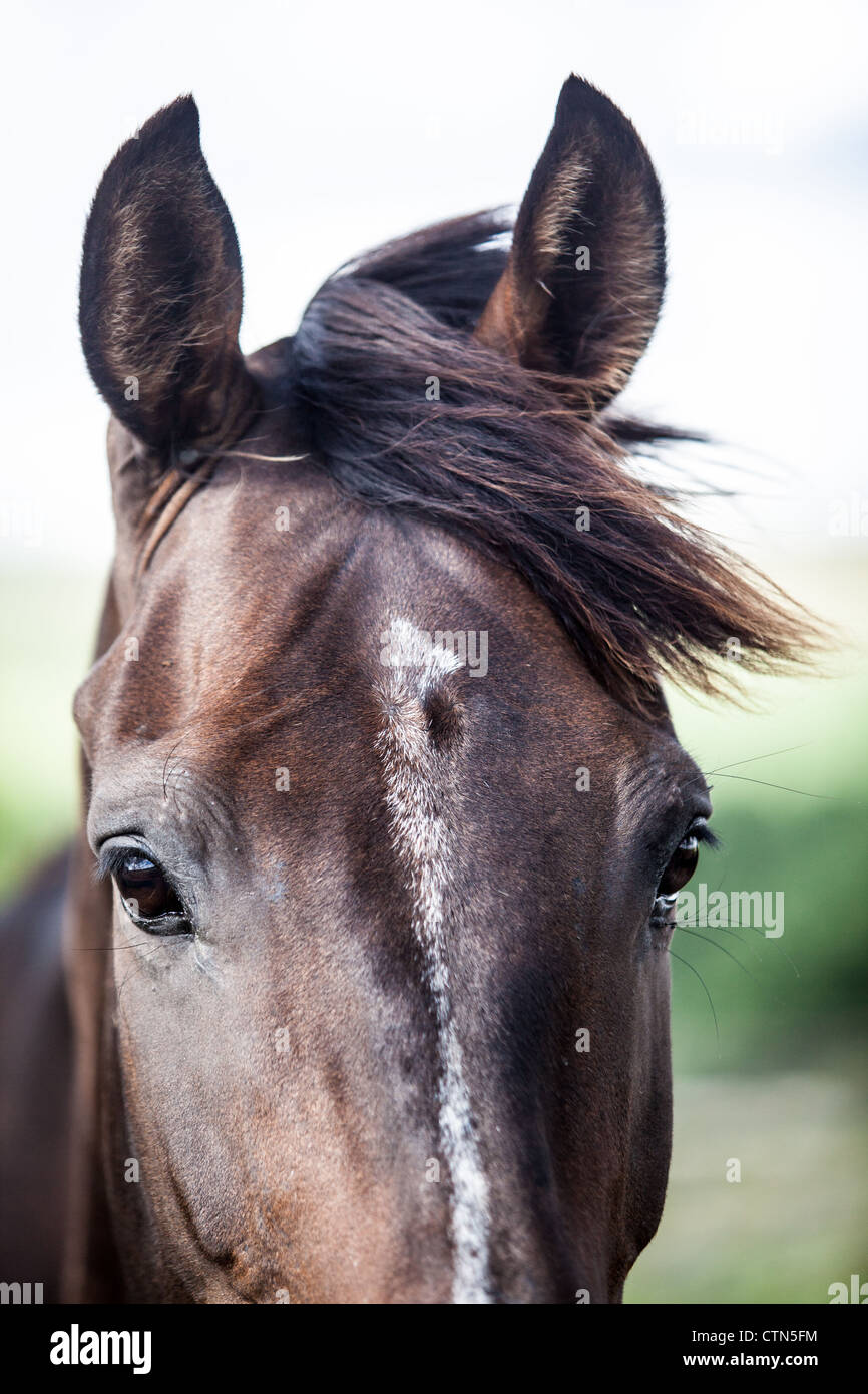 Horses head with its ears pricked up and wind in the mane Stock Photo