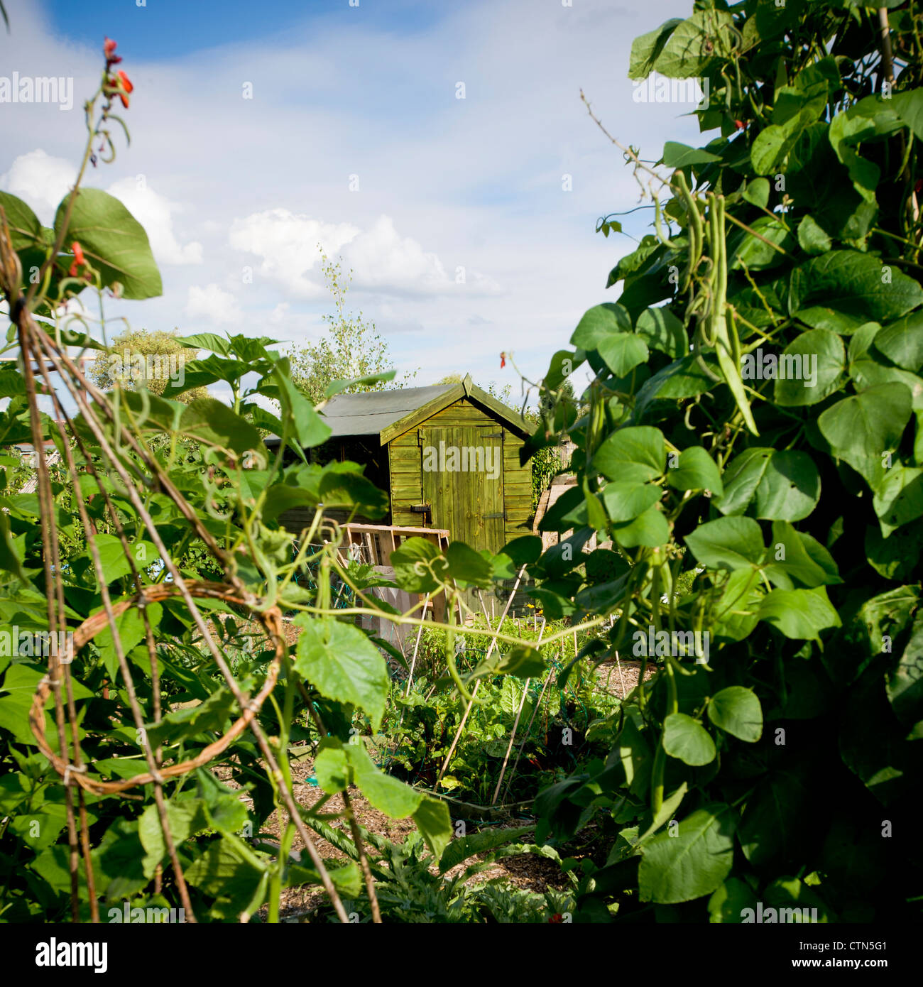 Green wooden shed framed by runner beans growing up bamboo cane supports on a York allotment plot Stock Photo