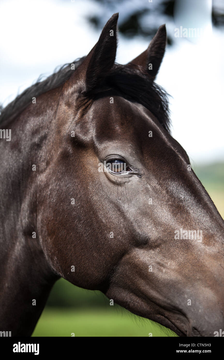 close up of a horses head with its ears pricked up. Happy horse. Stock Photo