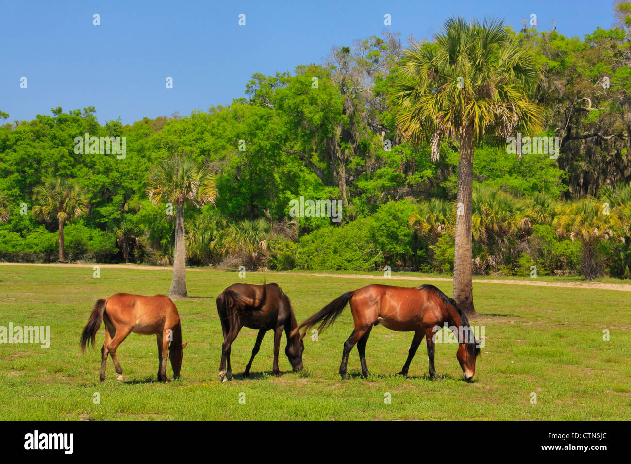 Wild Horses; Cumberland Island National Seashore; Georgia; USA Stock Photo