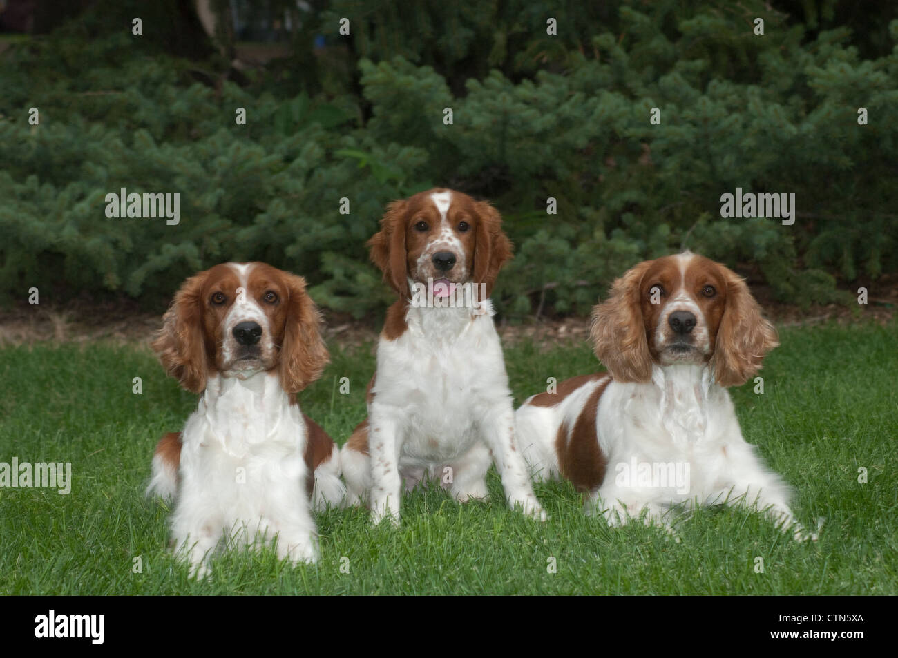 Three spaniels together hires stock photography and images Alamy