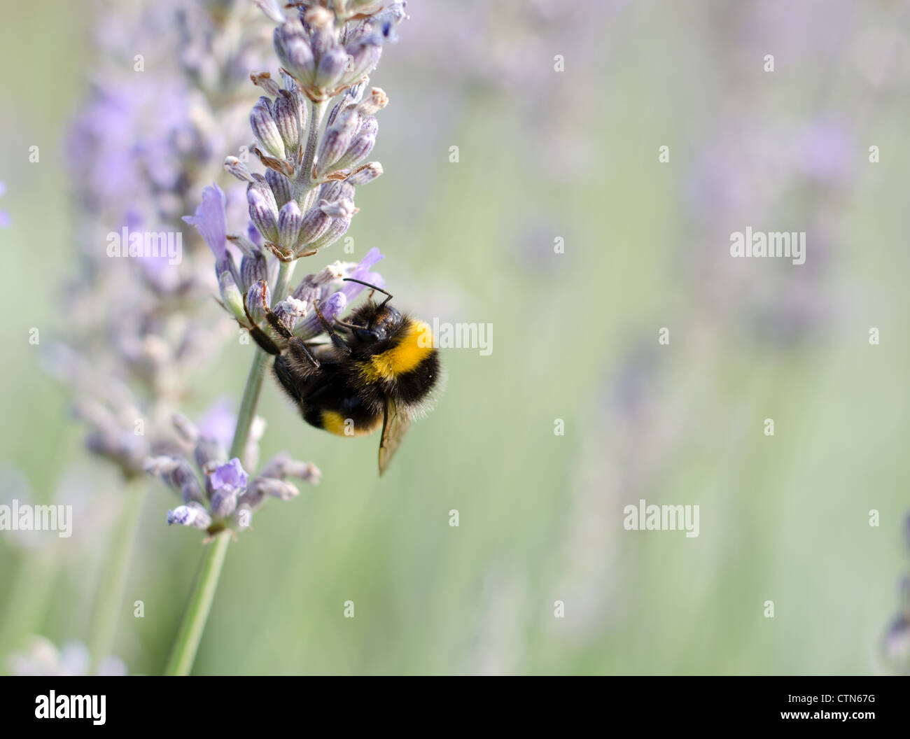Bee on a lavendar plant Stock Photo