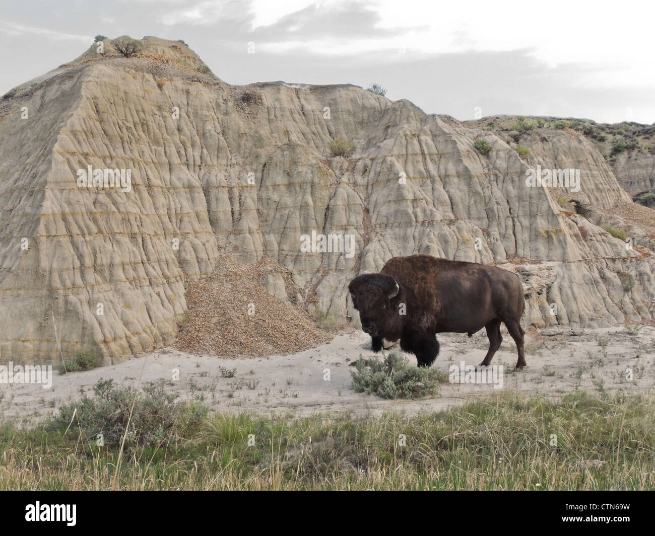 The Badlands of North Dakota are home to a large herd of Bison or American Buffalo, Theodore Roosevelt National Park N. Dakota. Stock Photo
