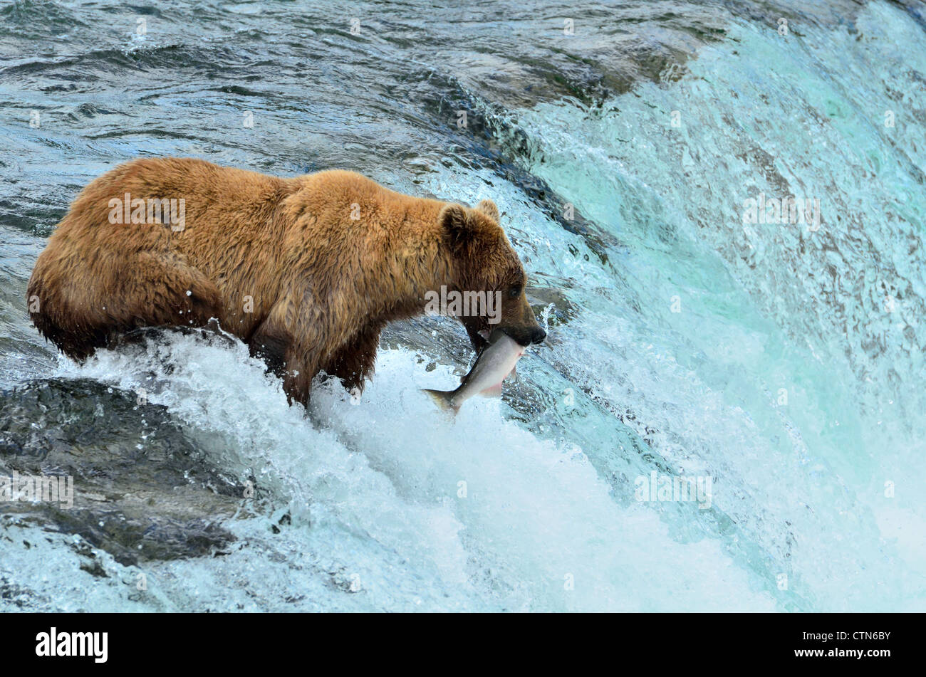 A brown bear caught a jumping salmon at the Brooks Falls. Katmai National Park and Preserve. Alaska, USA. Stock Photo