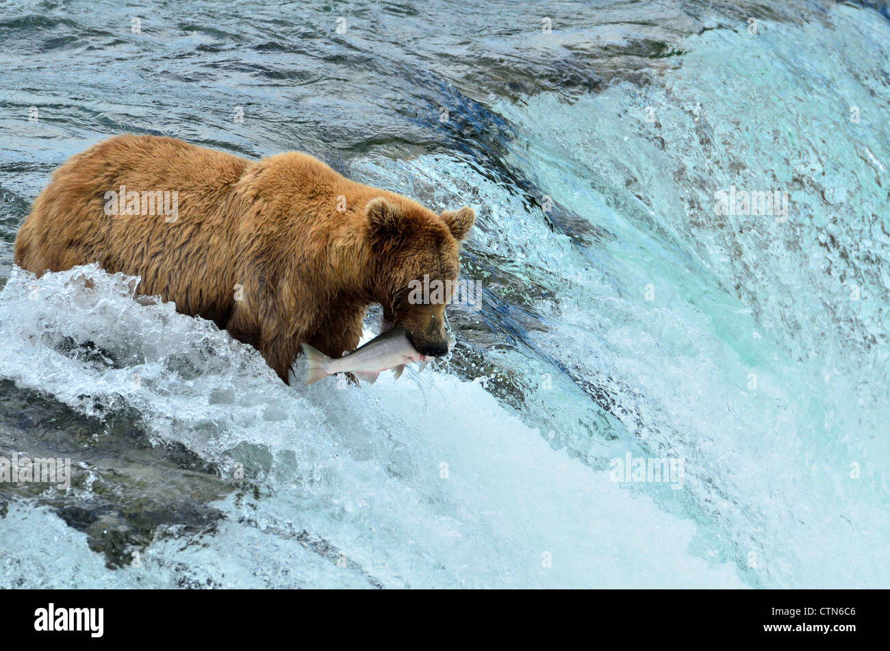 A brown bear snatched a salmon jumping the Brooks Falls. Katmai National Park and Preserve