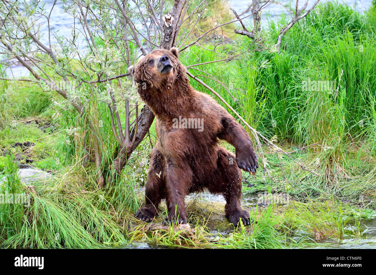 Bear scratching tree hires stock photography and images Alamy