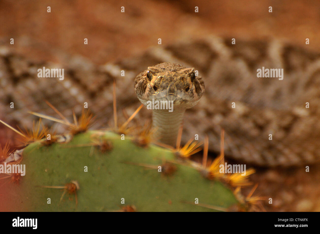 Rattlesnake bite hires stock photography and images Alamy