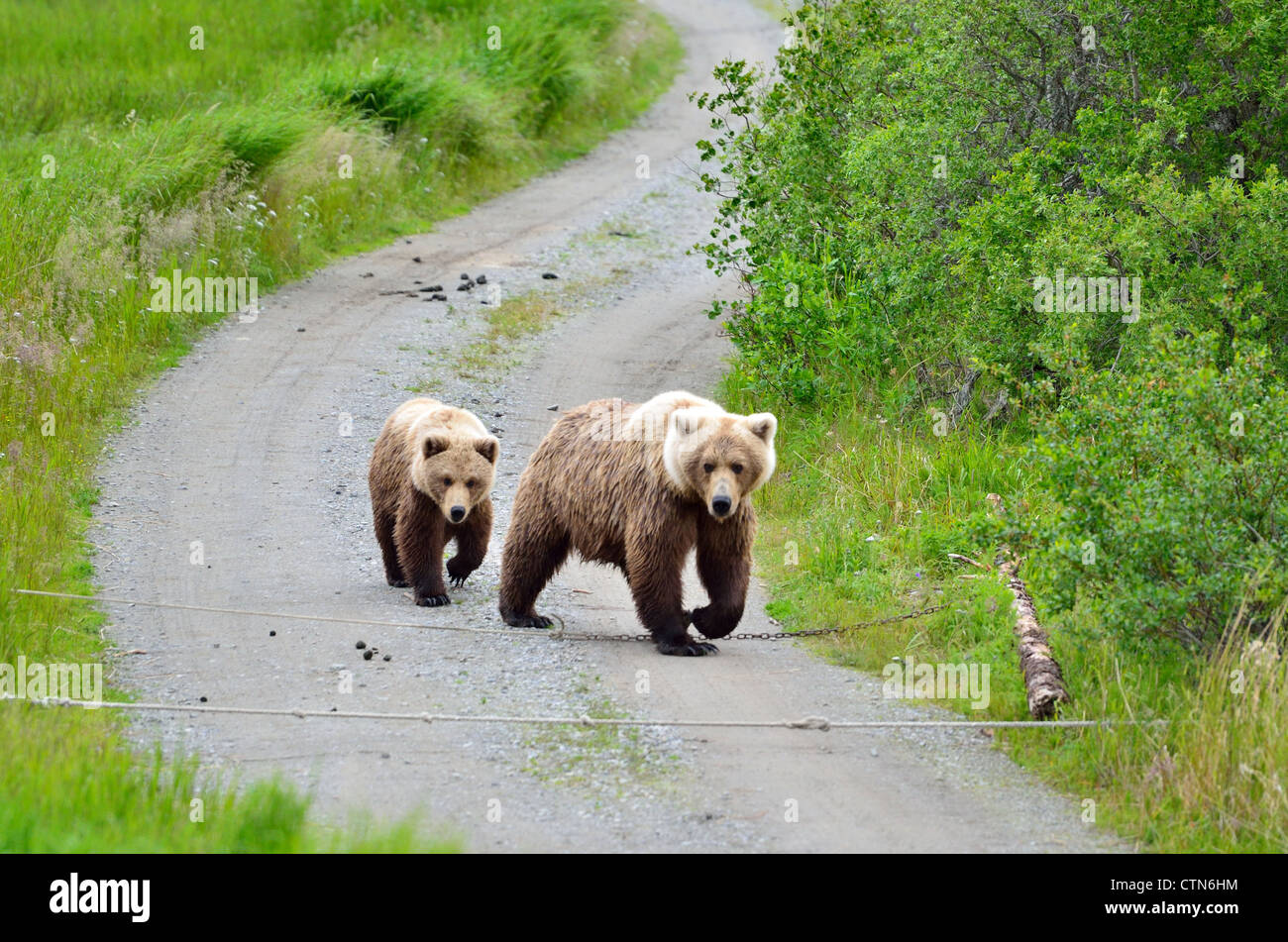 Brown bear sow and cub walking on dirt road. Katmai National Park and ...