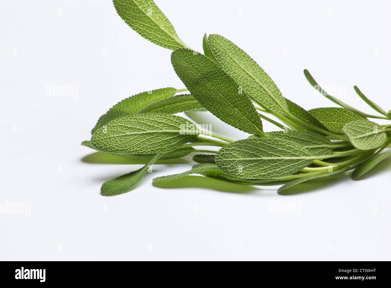Sage (salvia officinalis) sprigs on white background Stock Photo
