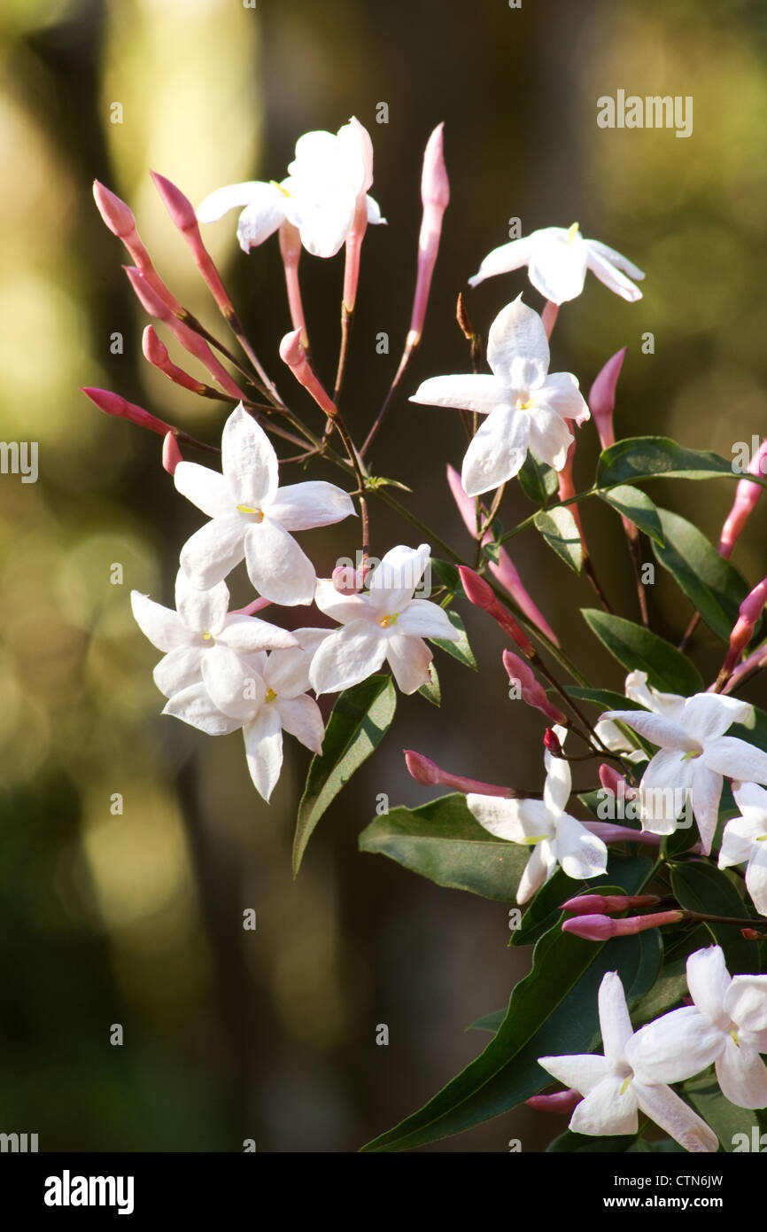Pink jasmine (Jasminum polyanthum) plant and flowers Stock Photo Alamy