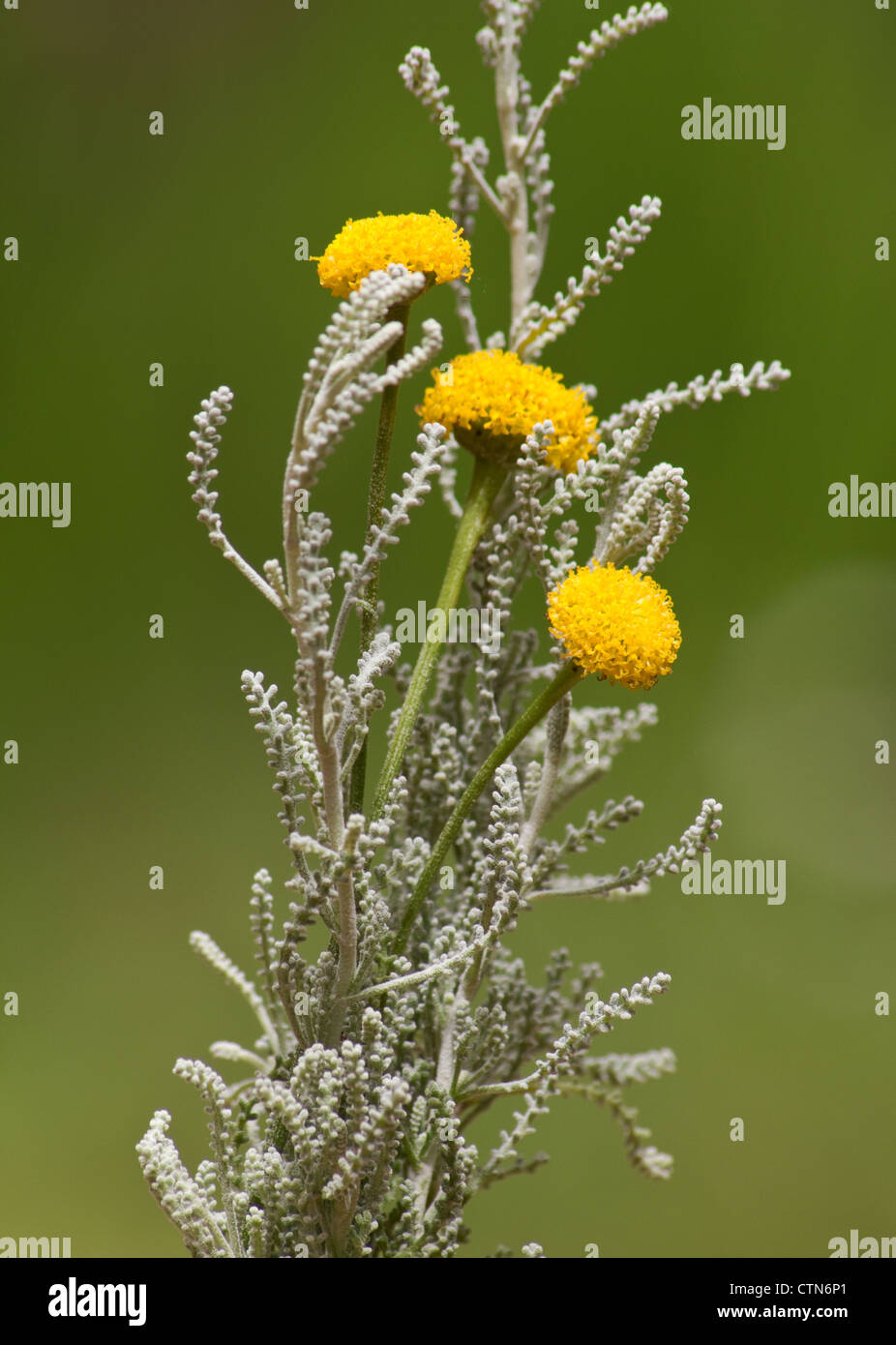 Lavender cotton (Santolina chamaecyparissus, Santolina incana) sprig and flower Stock Photo